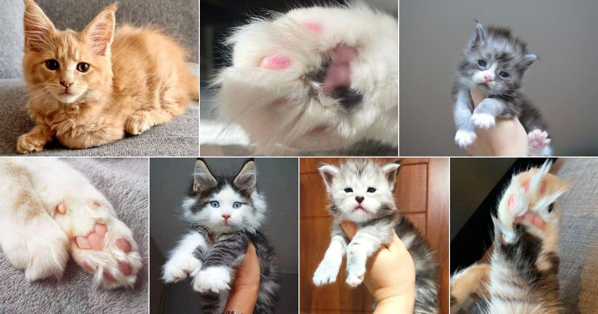 21 Heart-Melting Photos of Maine Coon Kitten Paws facebook image.