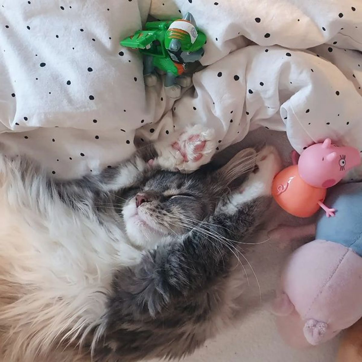 A fluffy maine coon kitten lying in a bed in a funny pose.