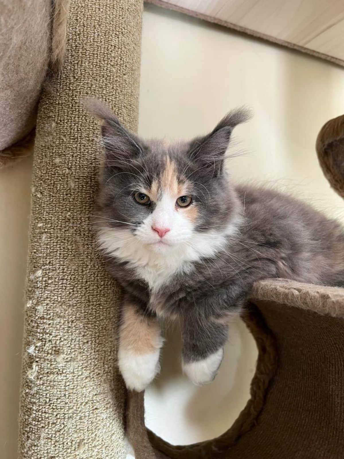 A fluffy calico maine coon lying on a cat tree.