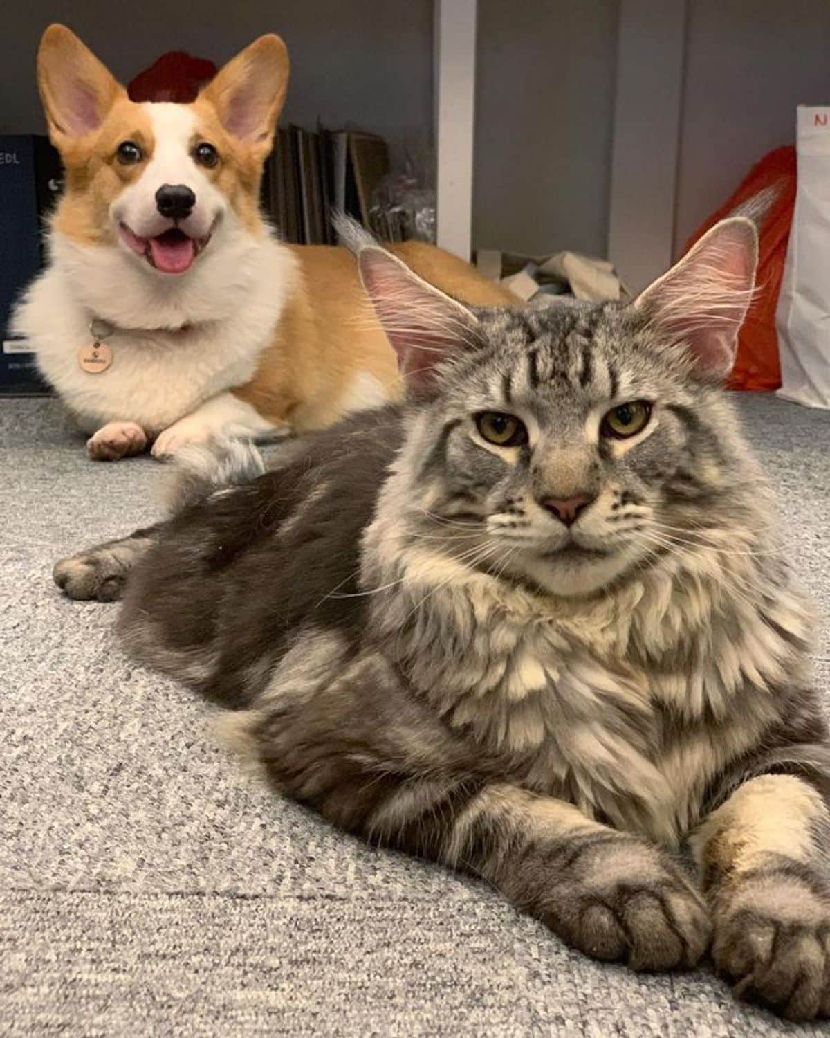 A silver maine coon lying on a carpet infront of Corgi.