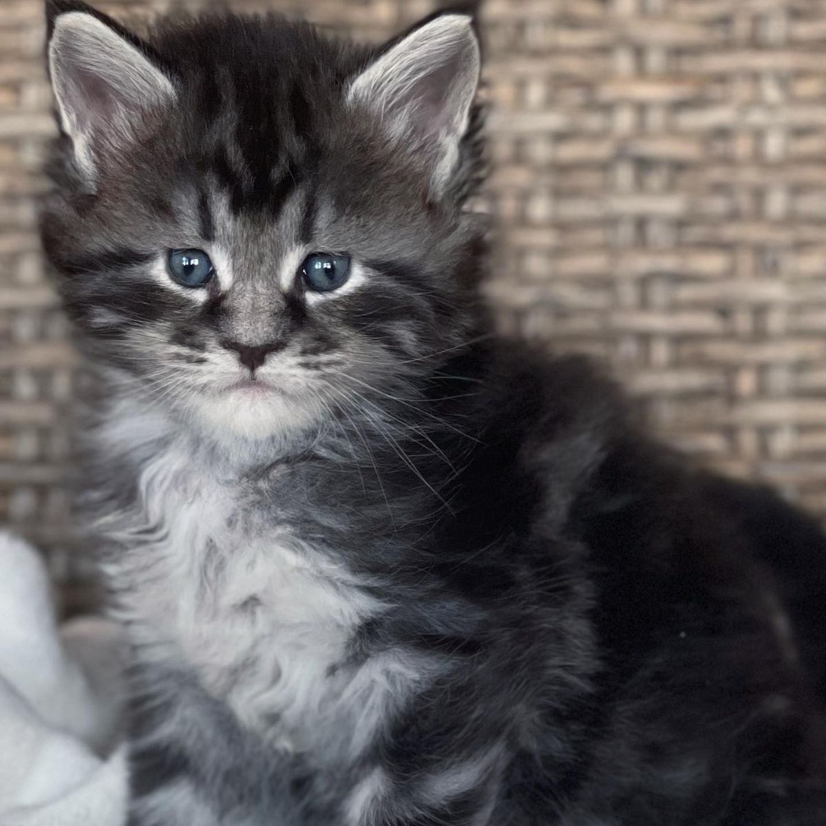 A cute fluffy gray maine coon kitten.