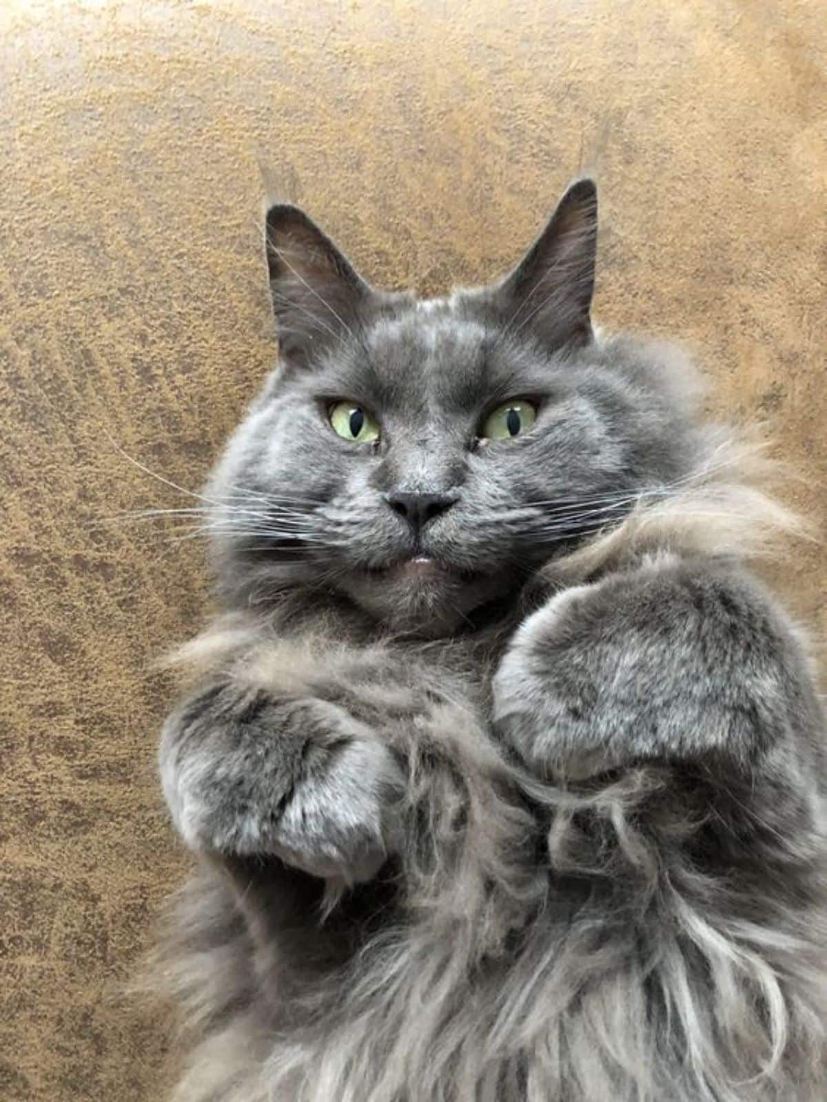 A fluffy blue maine coon lying on a couch on its back.