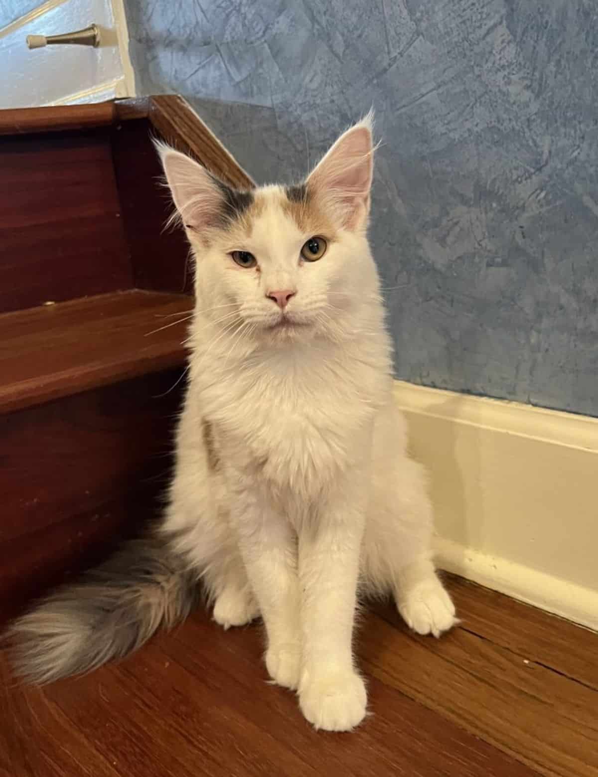 A white-brown maine coon sitting on a floor near stairs.