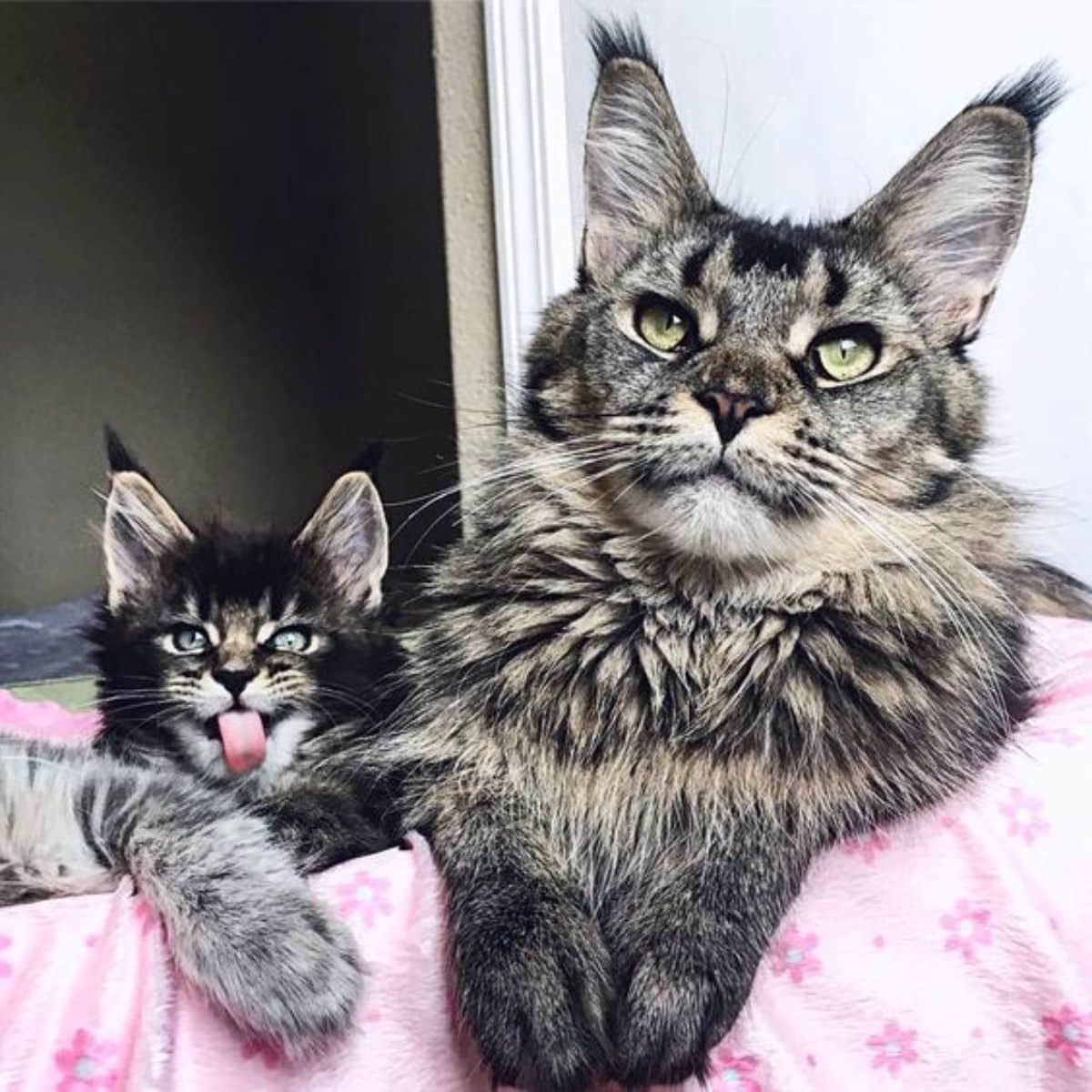 A tabby maine coon and a tabby maine coon kitten lying on a pink blanket.