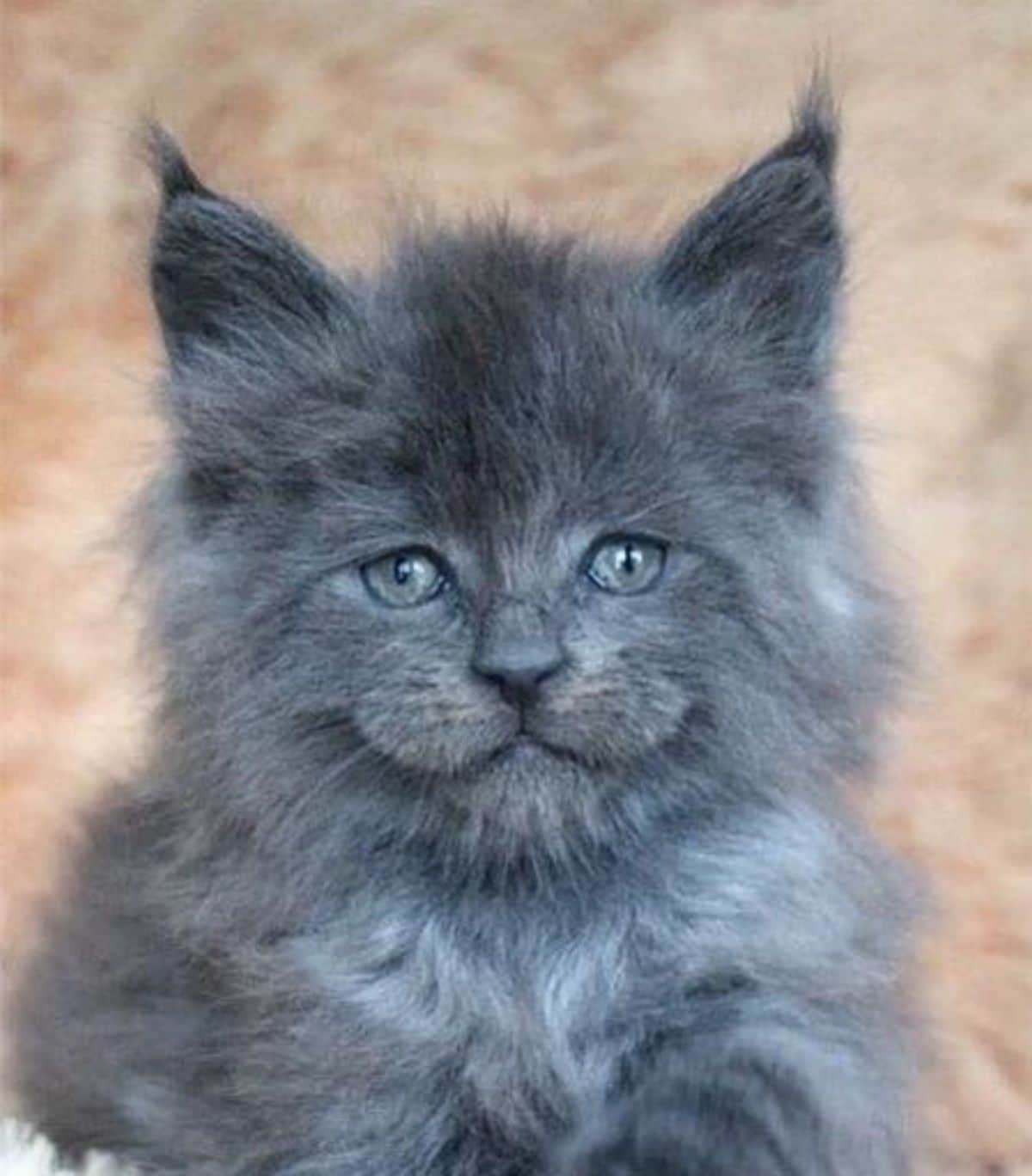 A cute blue maine coon kitten with a funny face.