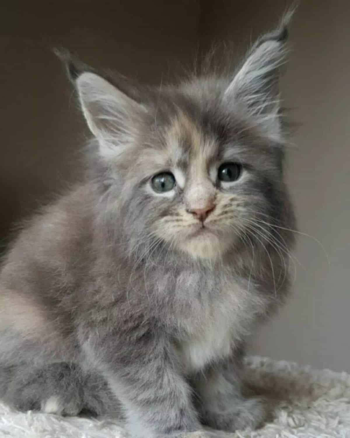 A cute gray maine coon kitten sitting on a carpet.