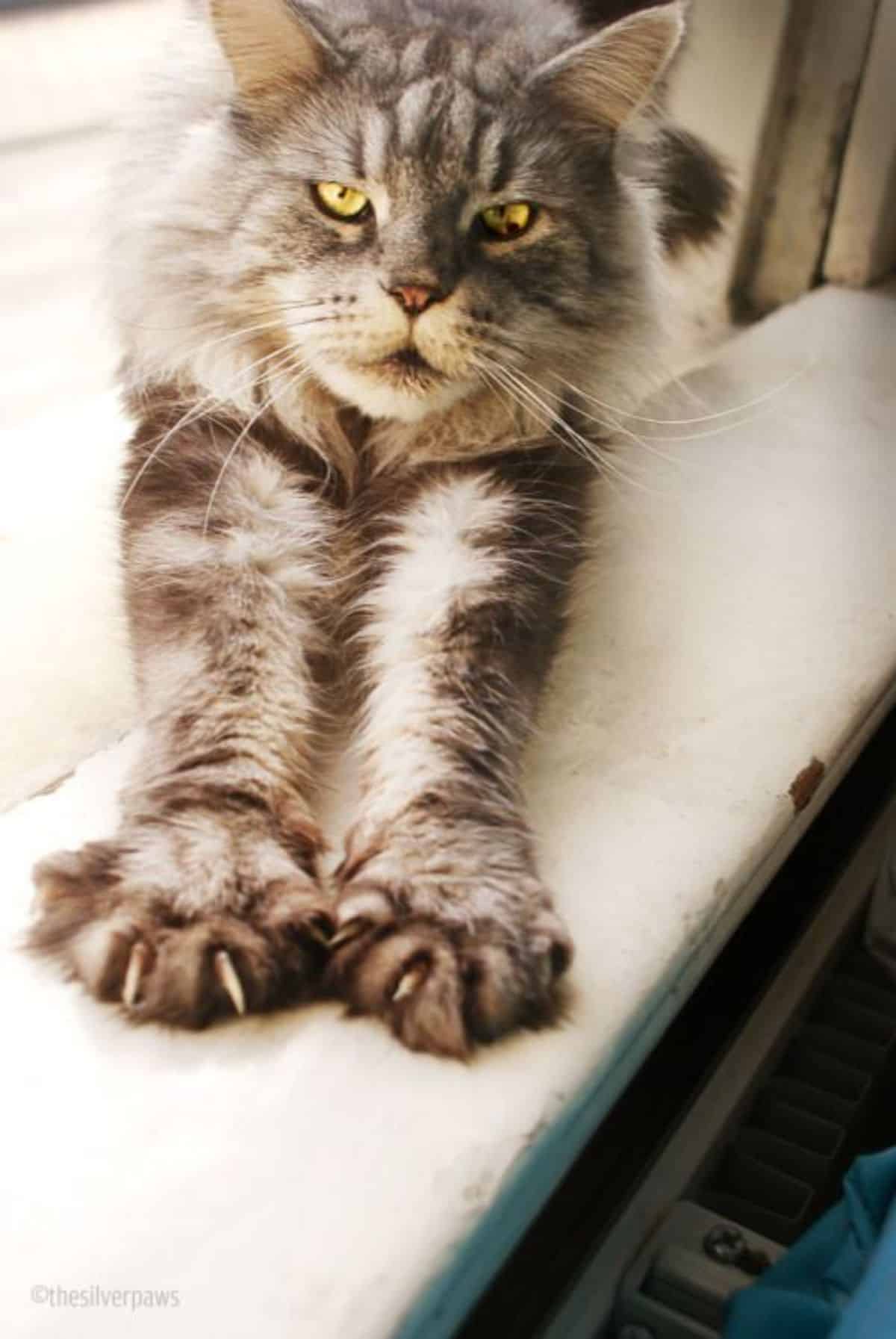 A tabby maine coon stretching its paws on a bed.