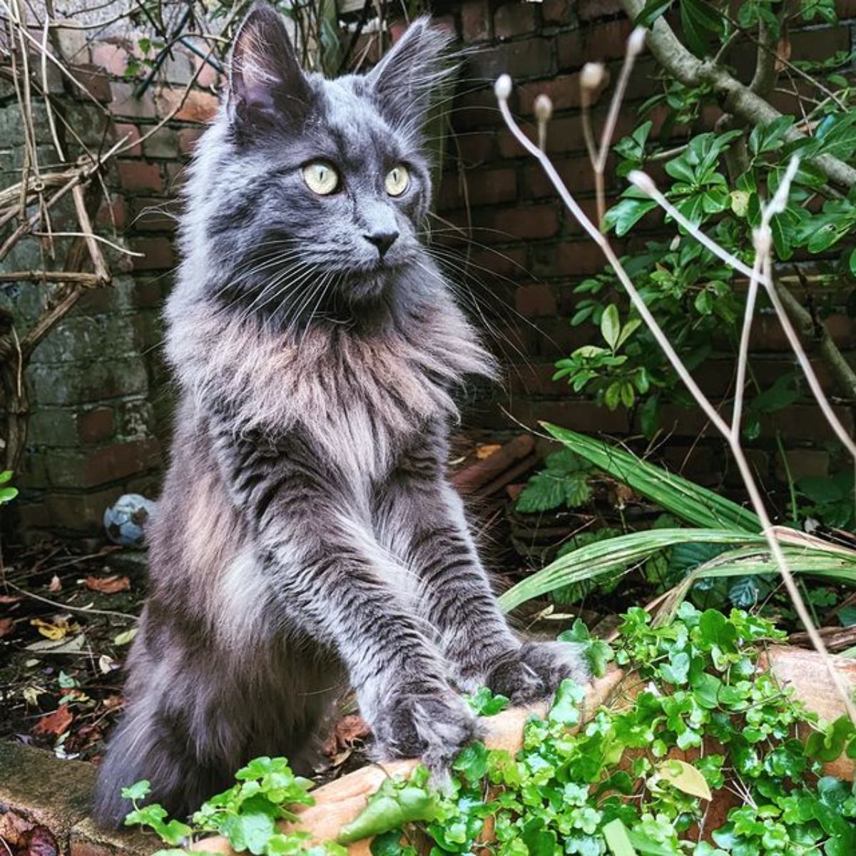 A fluffy blue maine coon standing in a backyard.