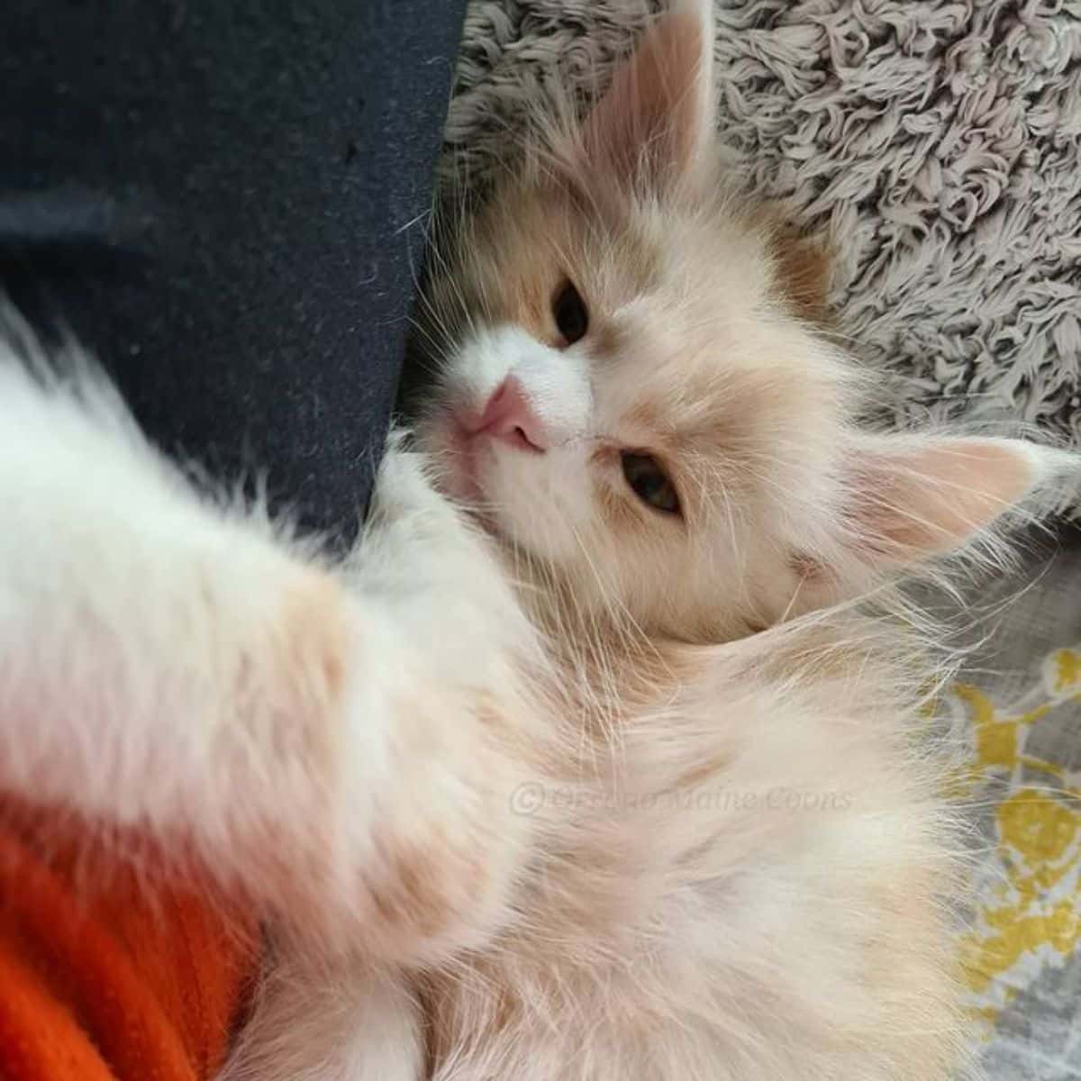 A white-cream maine coon kitten lying in a funny position.