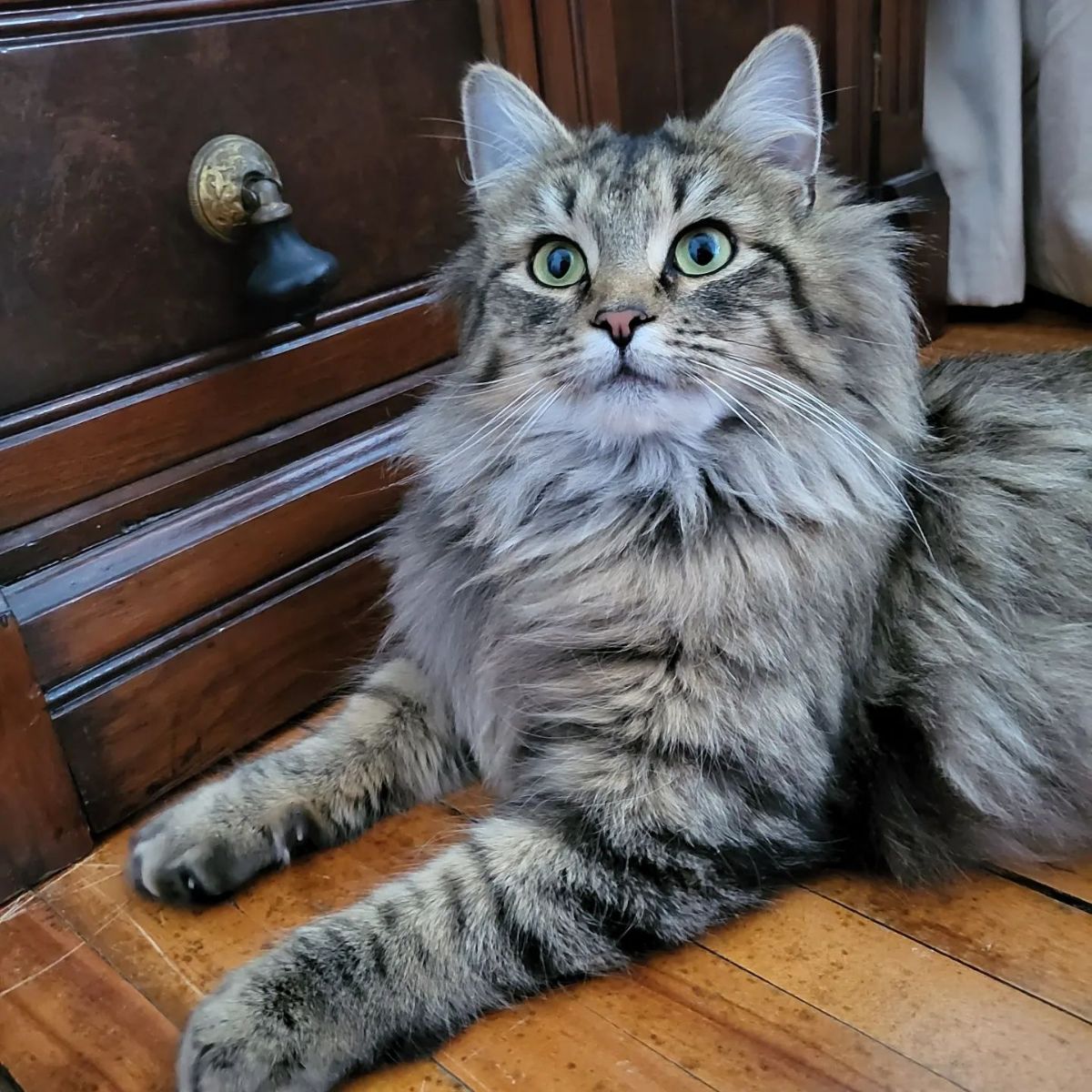 A fluffy tabby maine coon lying on a floor next to a wooden piece of furniture.