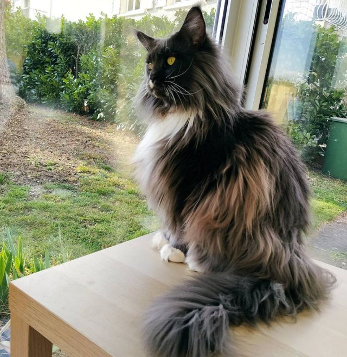 A fluffy white-brown-black maine coon sitting on a small table.