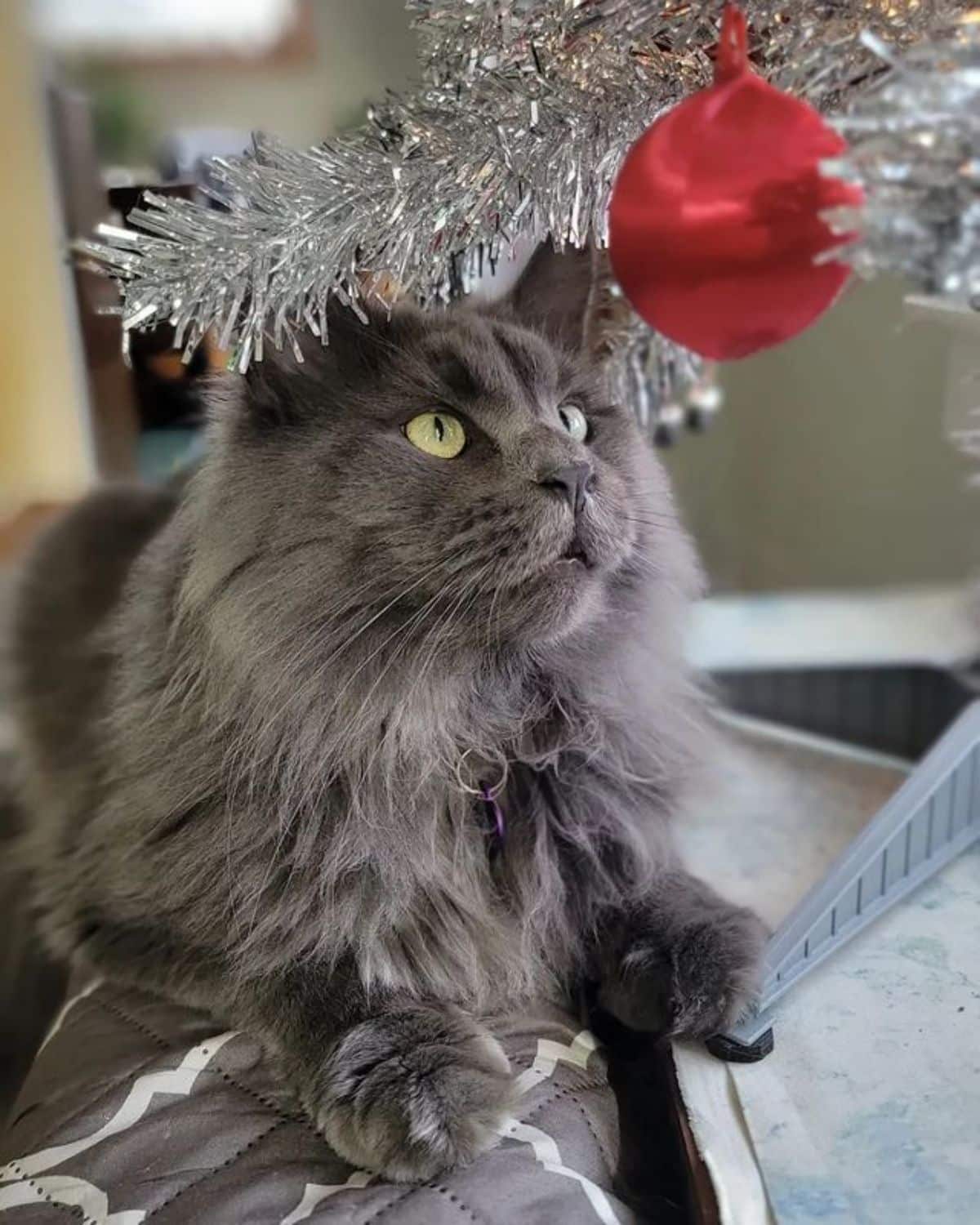 A fluffy blue maine coon lying under a christmas tree.