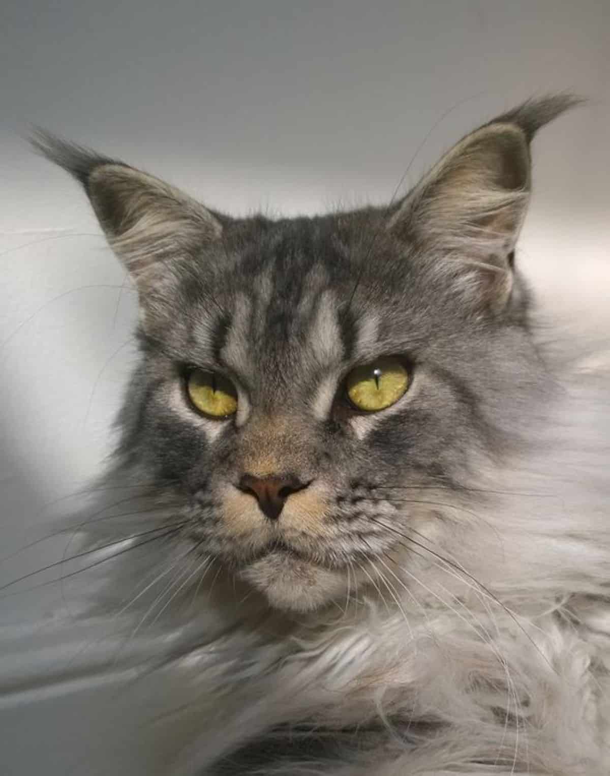A close-up of a gray maine coon face with yellow eyes.