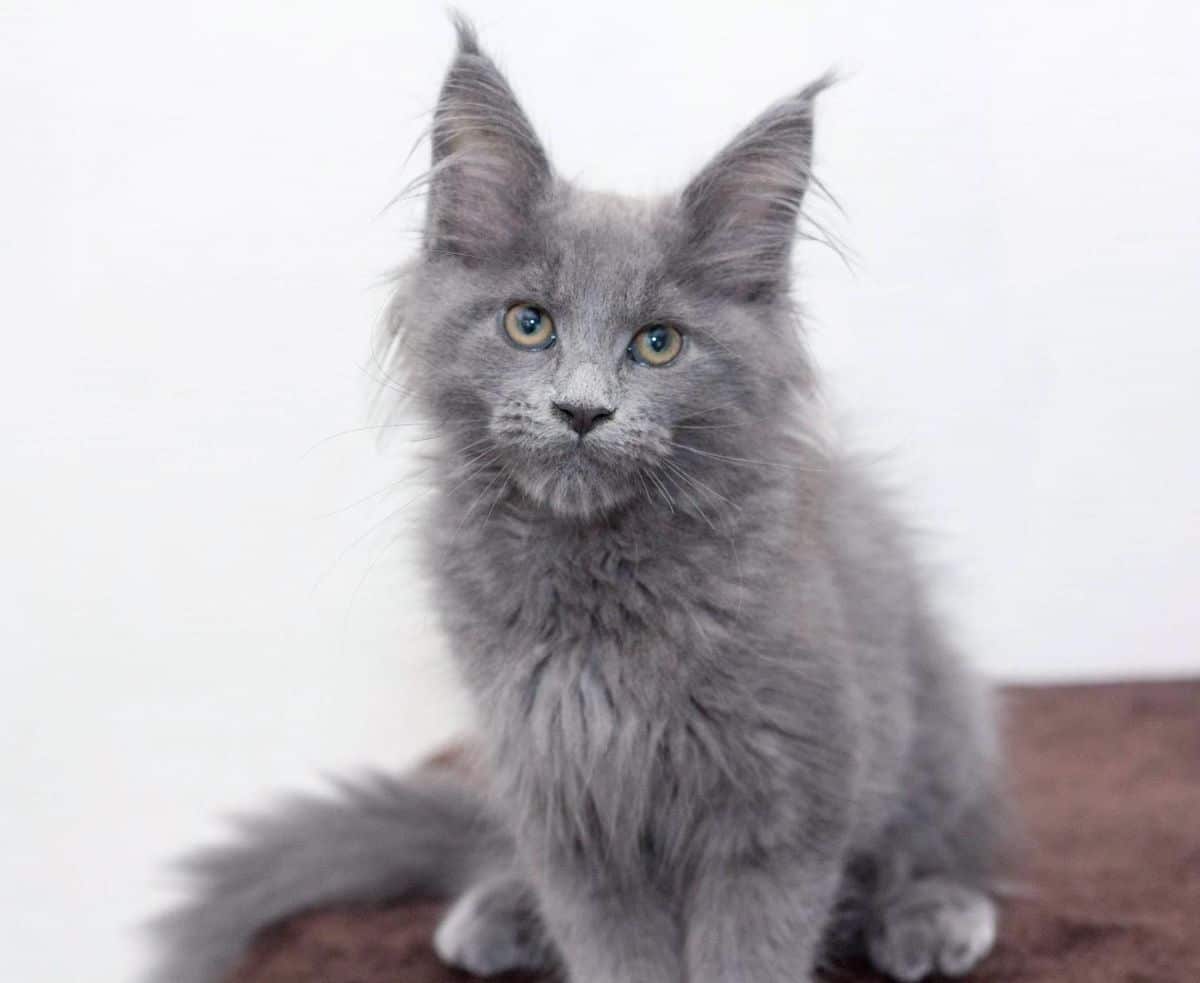 A fluffy blue maine coon kitten sitting on a brown blanket.