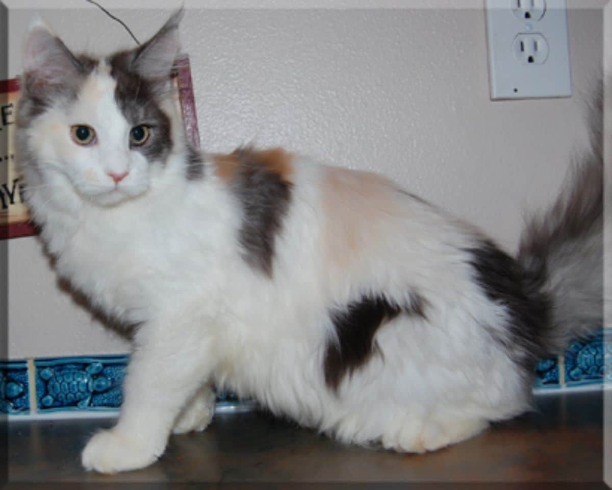 A calico maine coon sitting on a floor.