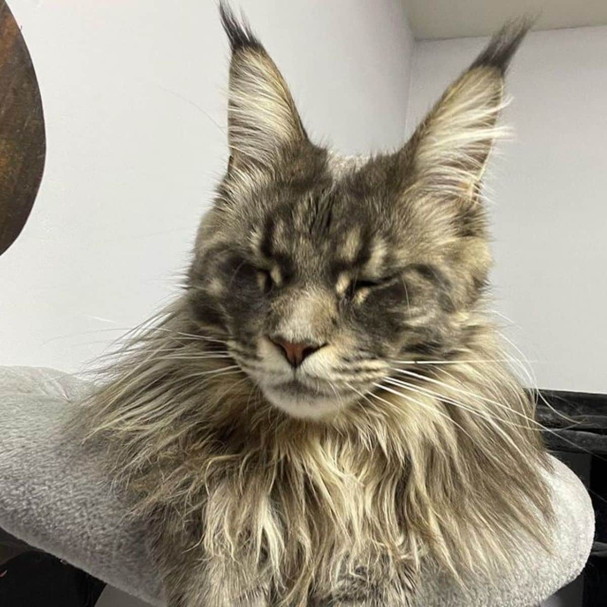 A fluffy tabby maine coon lying on a cat tree.