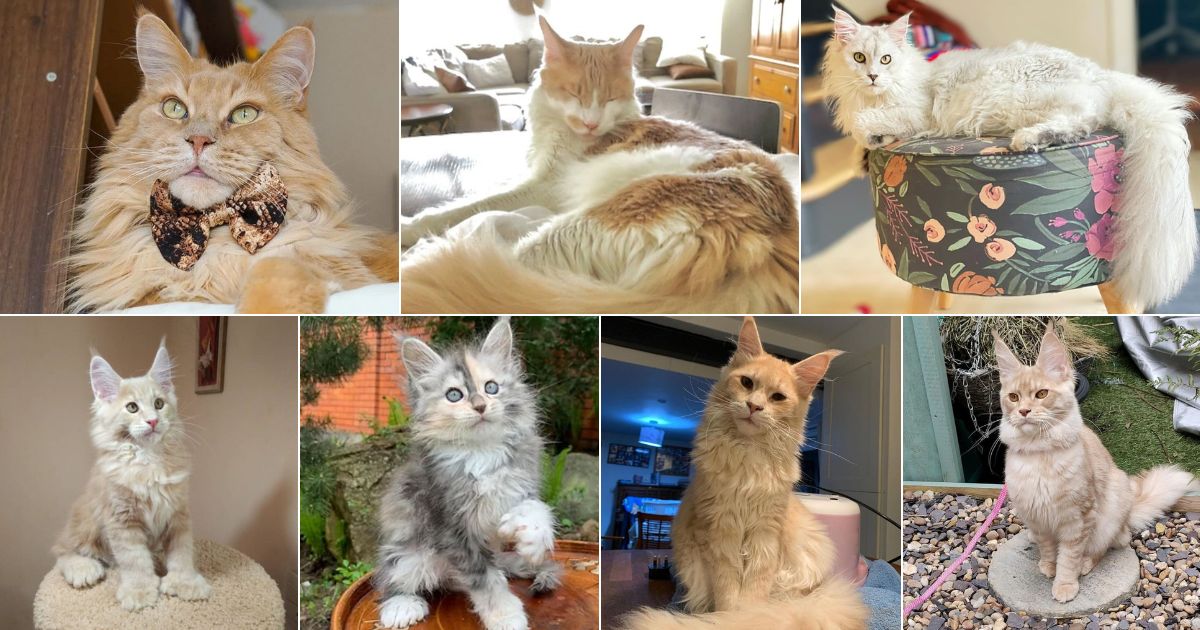 27 Beautiful Cream Maine Coon Cats You'll Adore facebook image.