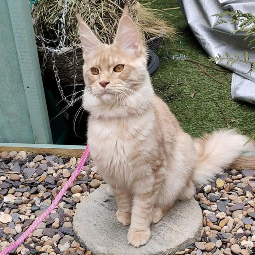 Are Maine Coon Cats Needy?