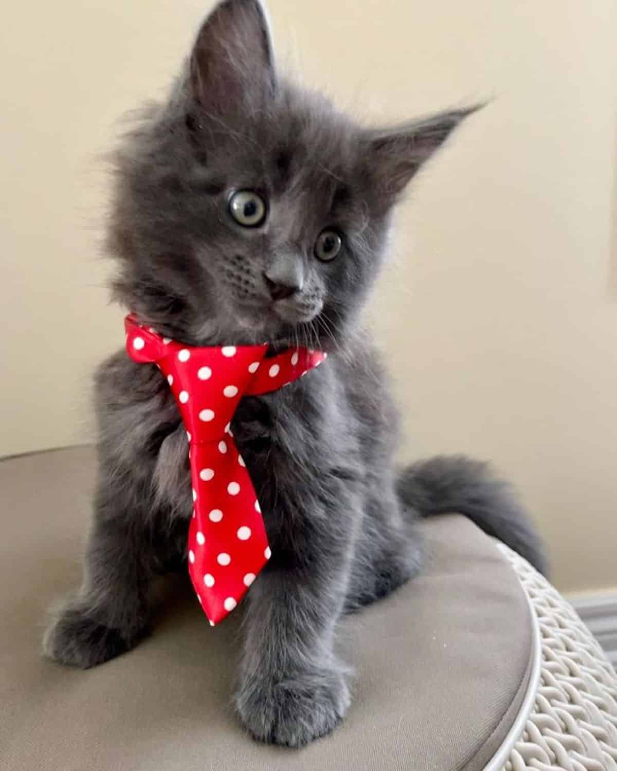 A cute blue maine coon kitten with a red tie sitting on a chair.