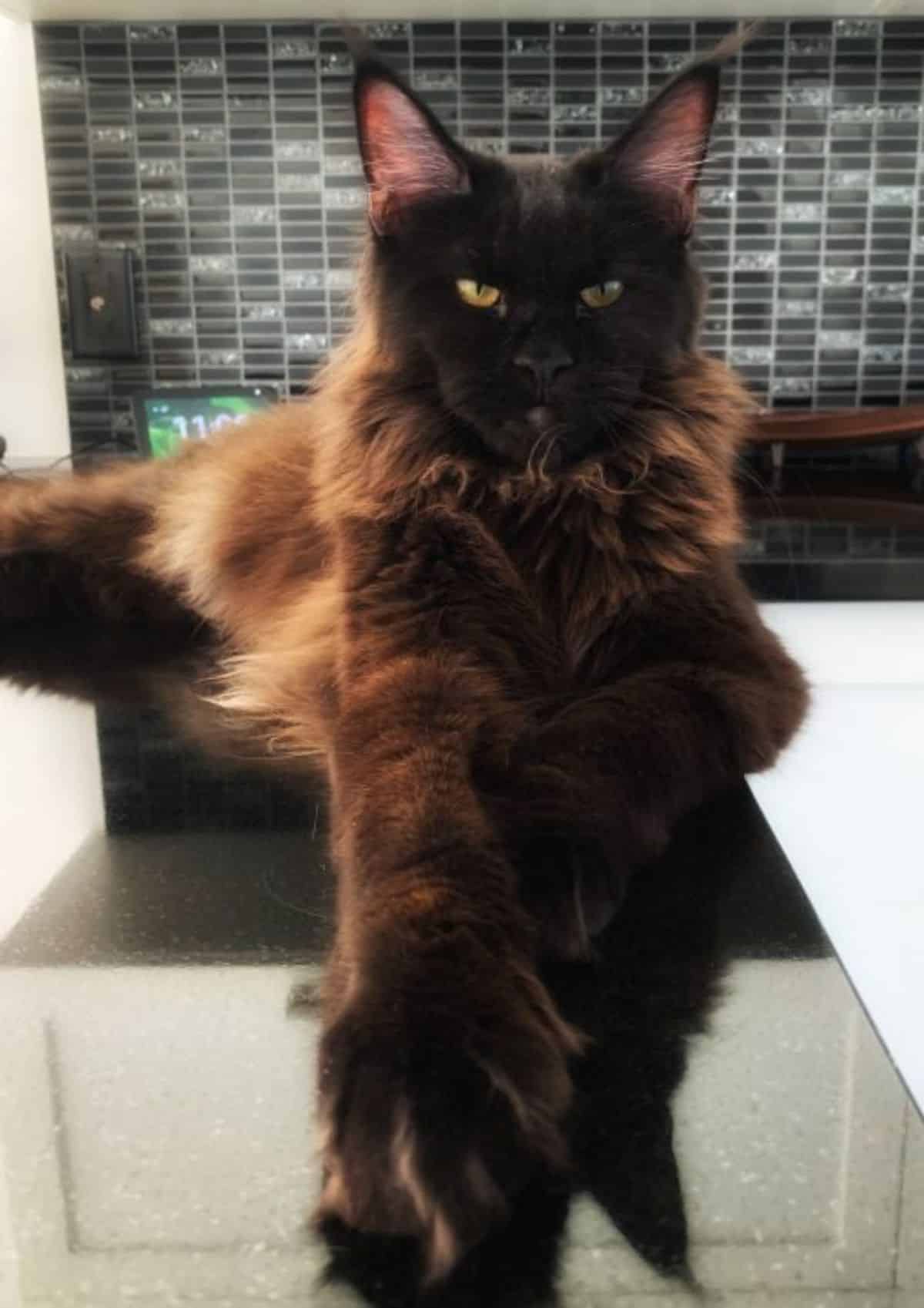 A black fluffy maine coon lying on a glass table.