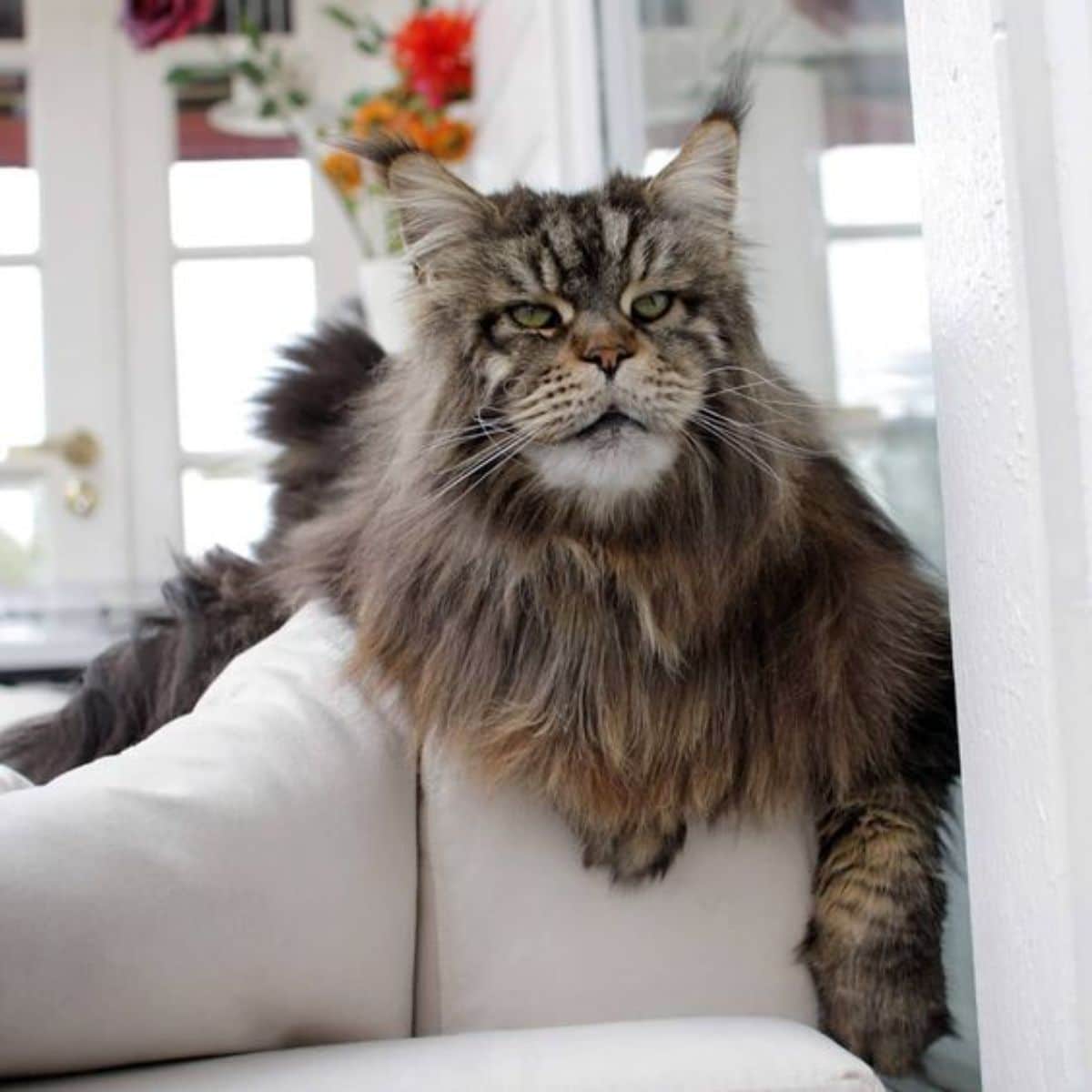 A tabby maine coon lying on the top of a white couch.