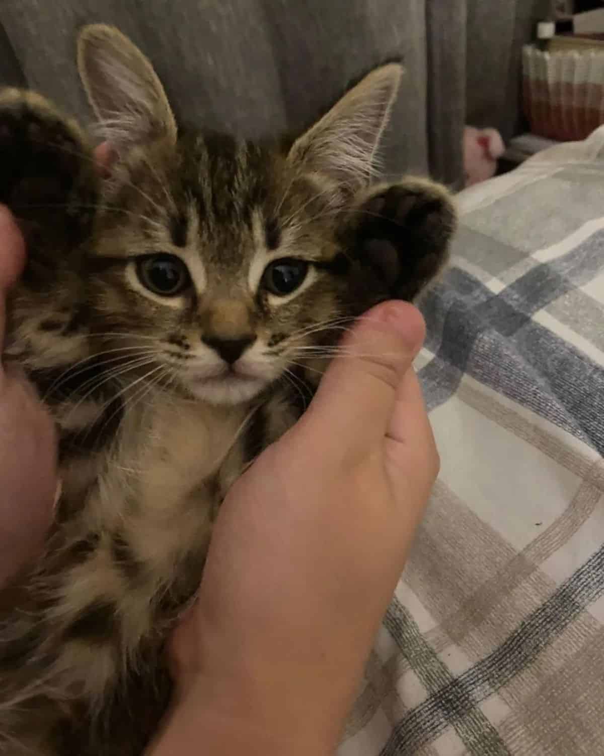 An owner holding a tiny cute maine coon kitten.