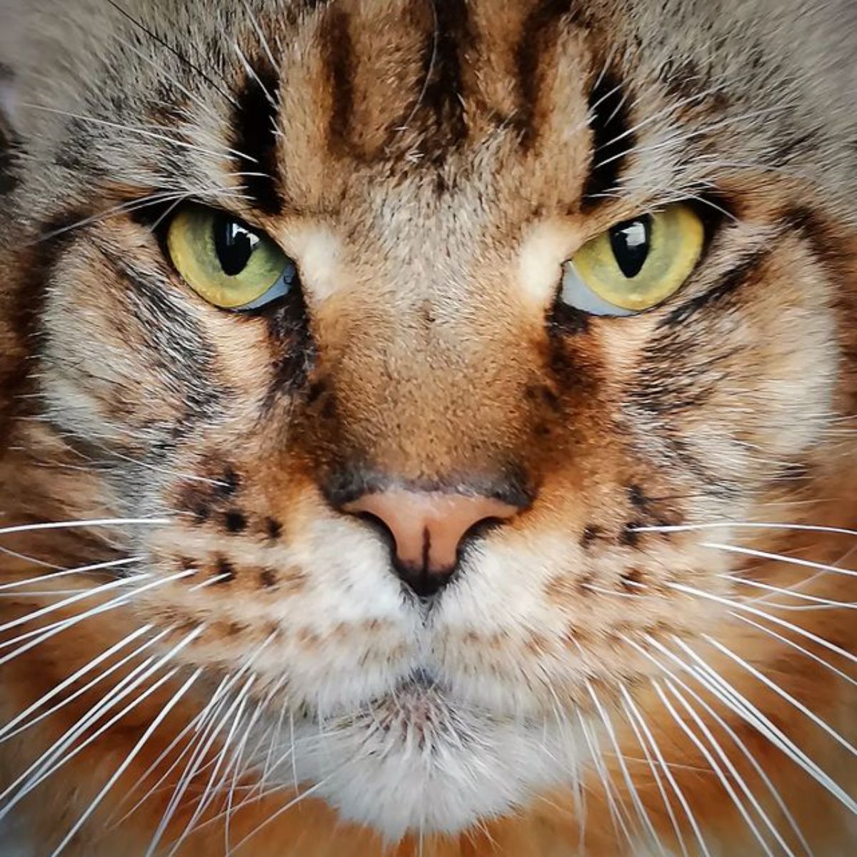 A portrait of a tabby ginger maine coon face.