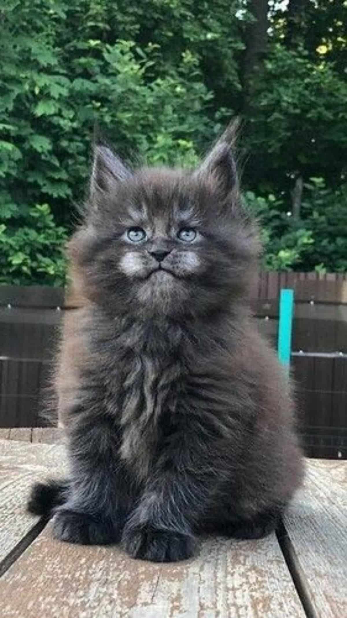 A fluffy blue maine coon kitten sitting on a wooden table.