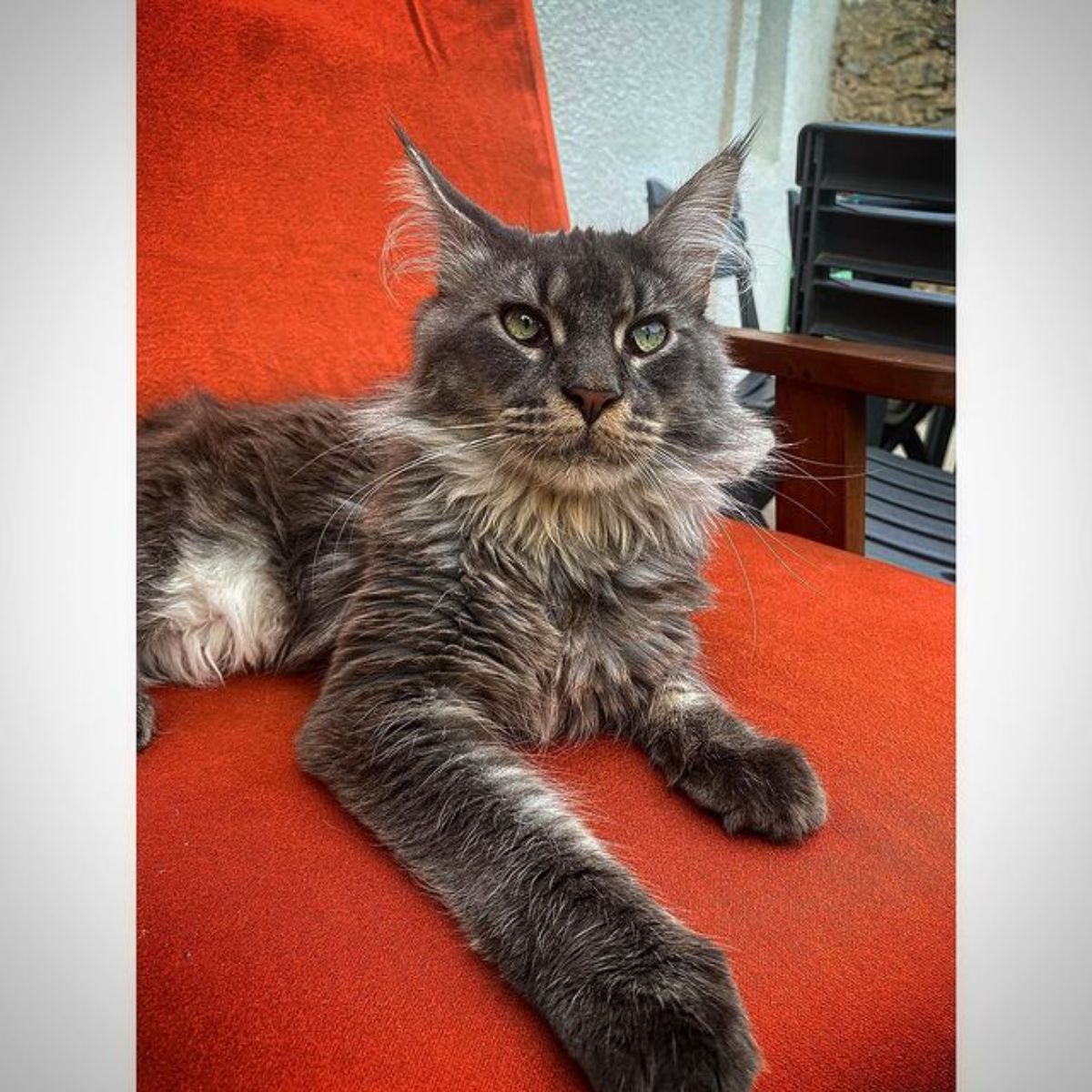 A brown-gray maine coon lying on a red chair.