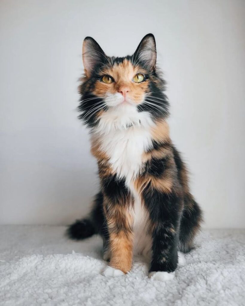 21 Cute Spotted Maine Coon Cats You’ll Adore - MaineCoon.org