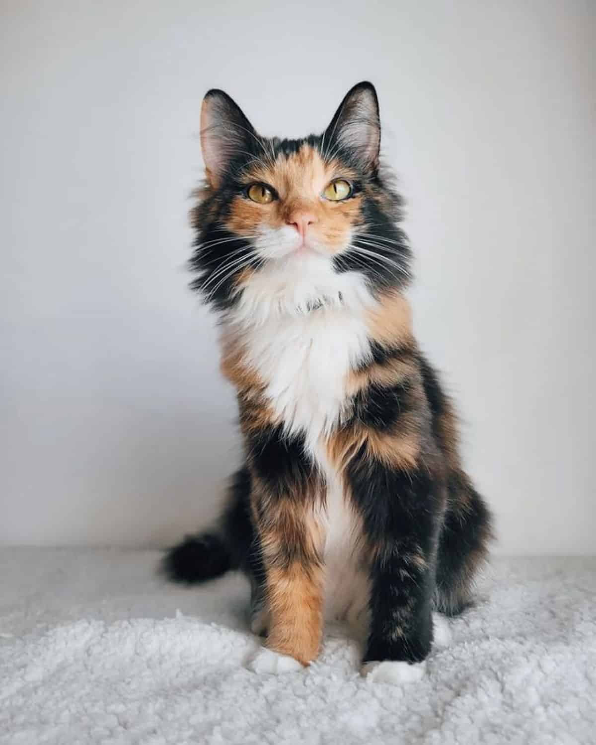 A beautiful calico maine coon sitting on a white blanket.