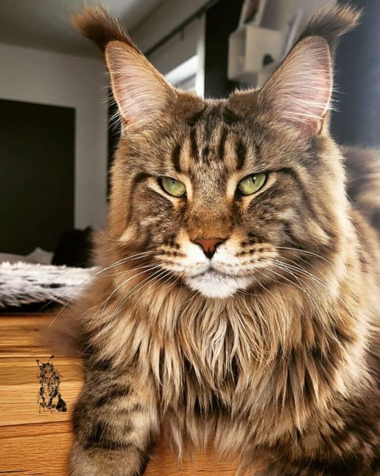 21 Brown Maine Coons That Deserve an "Awww" - MaineCoon.org
