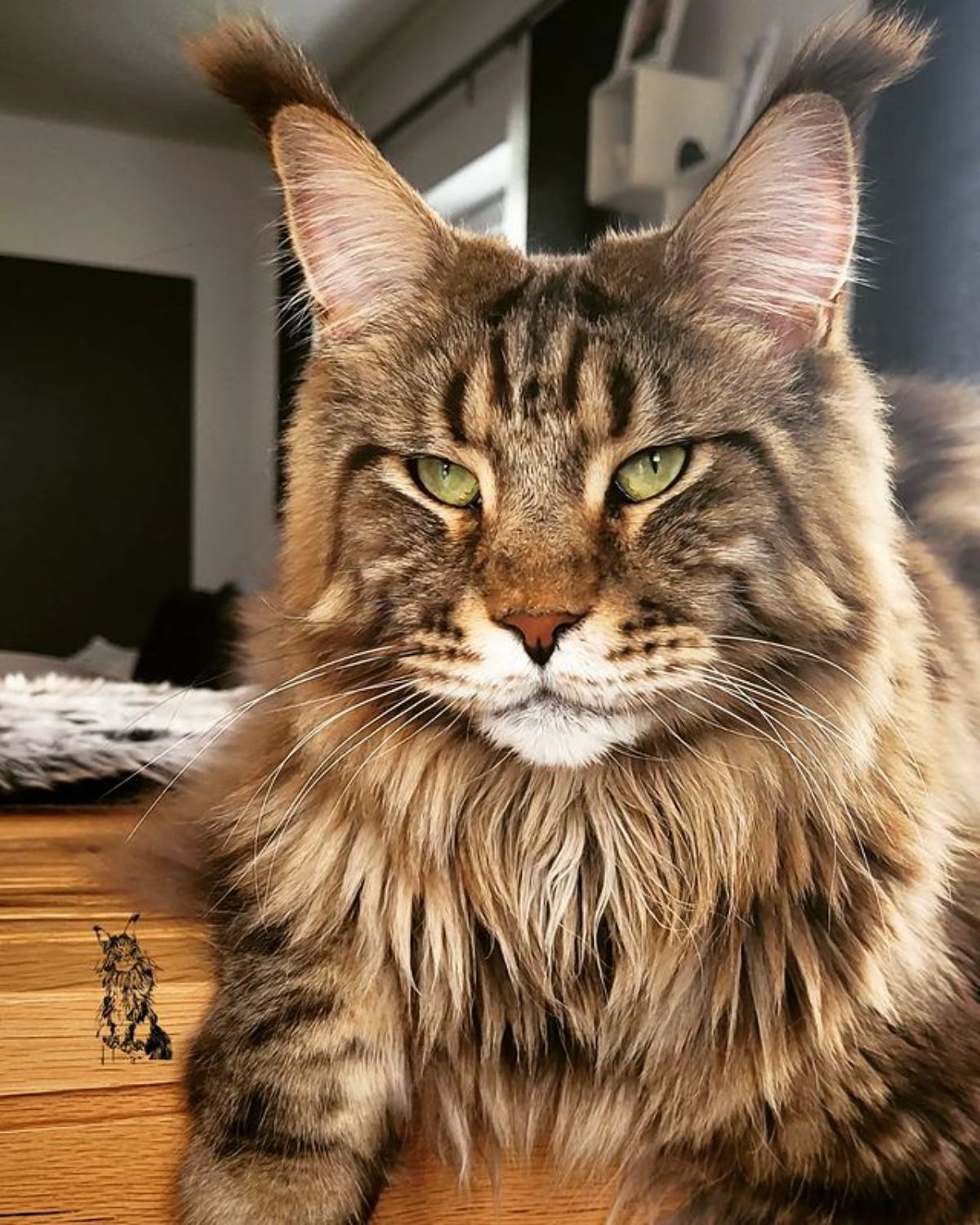 A fluffy brown maine coon lying on a floor.