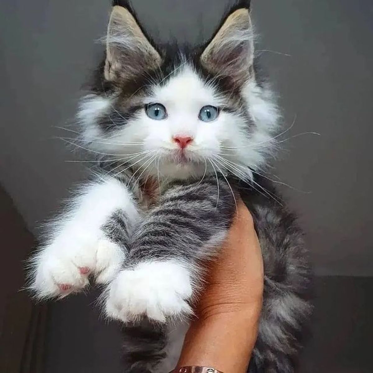 A hand holding a cute fluffy maine coon kitten in the air.