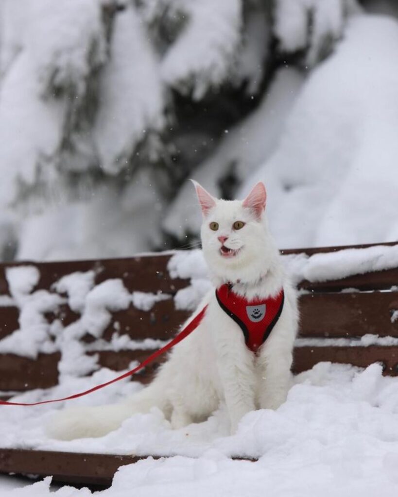 17 Photos of Maine Coons Who Love Snow (Cuteness Alert)
