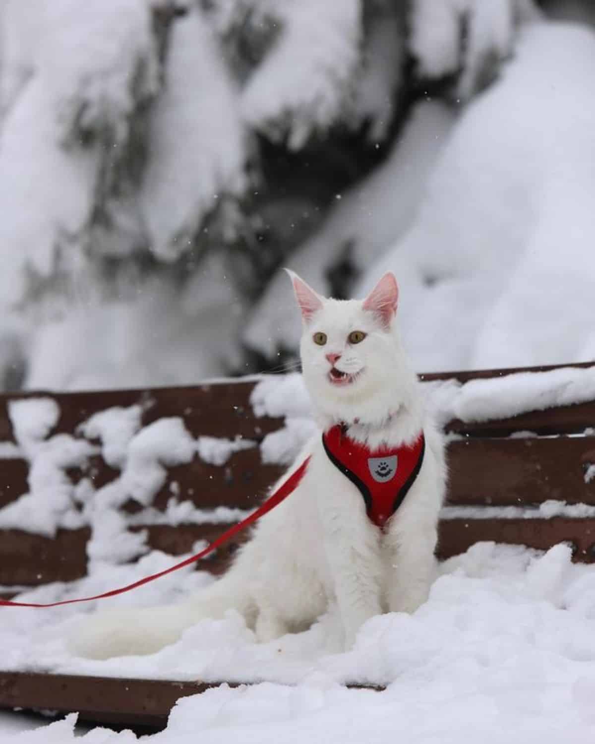 A white maine coon with a harness sitting on a snow-covered bench.