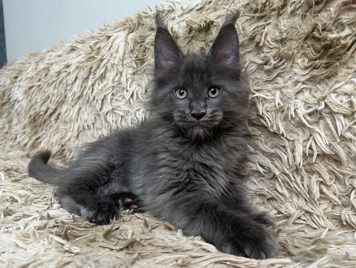 A fluffy gray maine coon lying on a fluffy blanket.