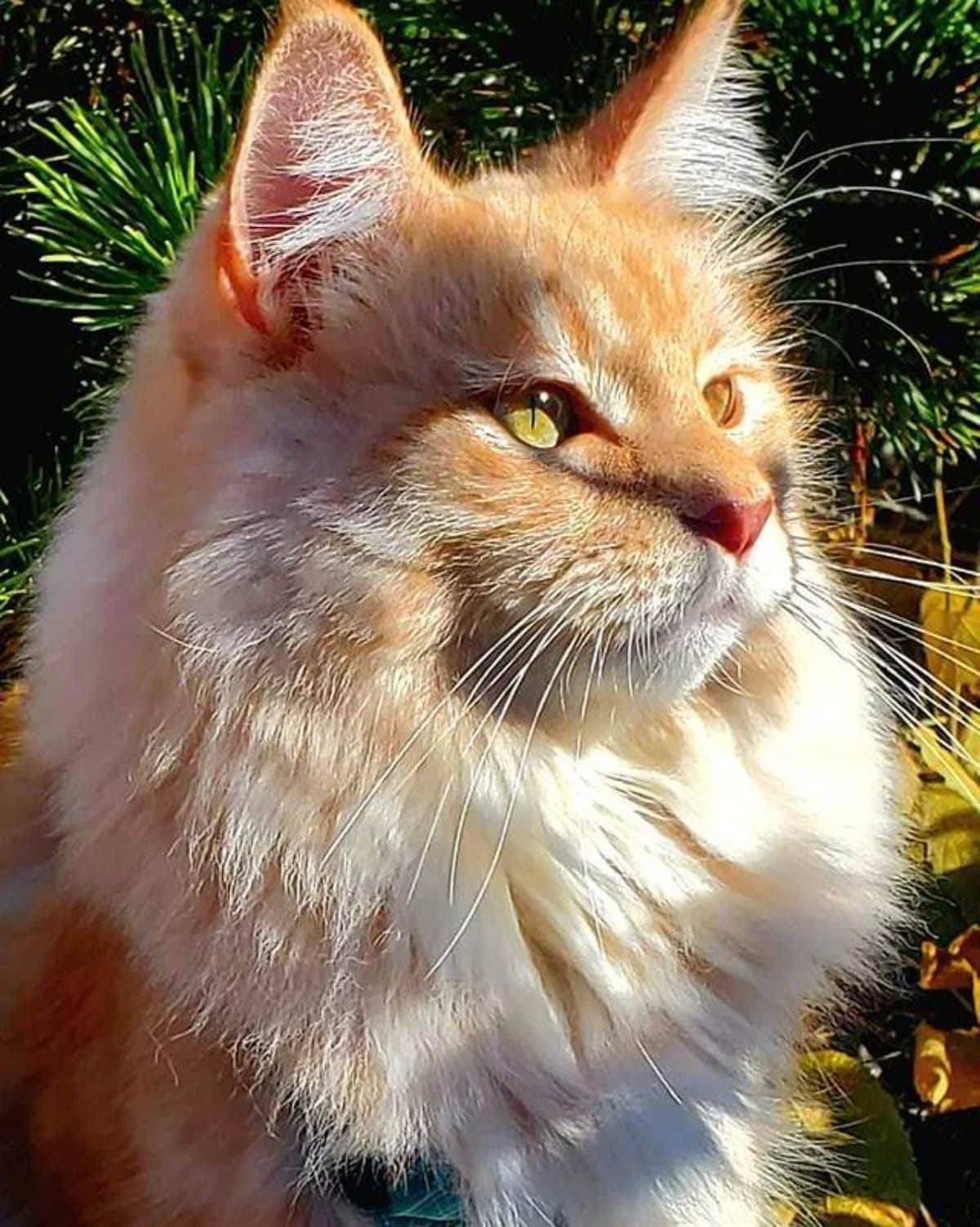 A ginger maine coon with golden eyes on a sunny day.