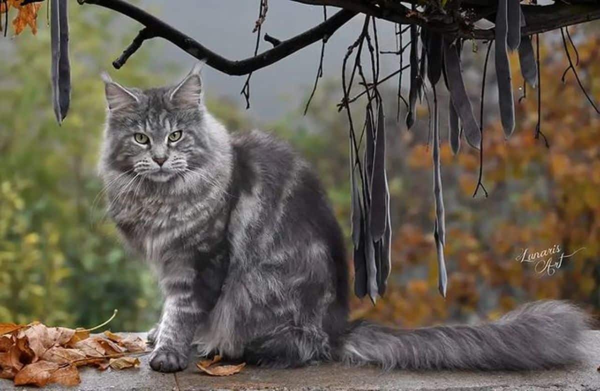 A beautiful silver maine coon sitting on a pavement near a tree branch.