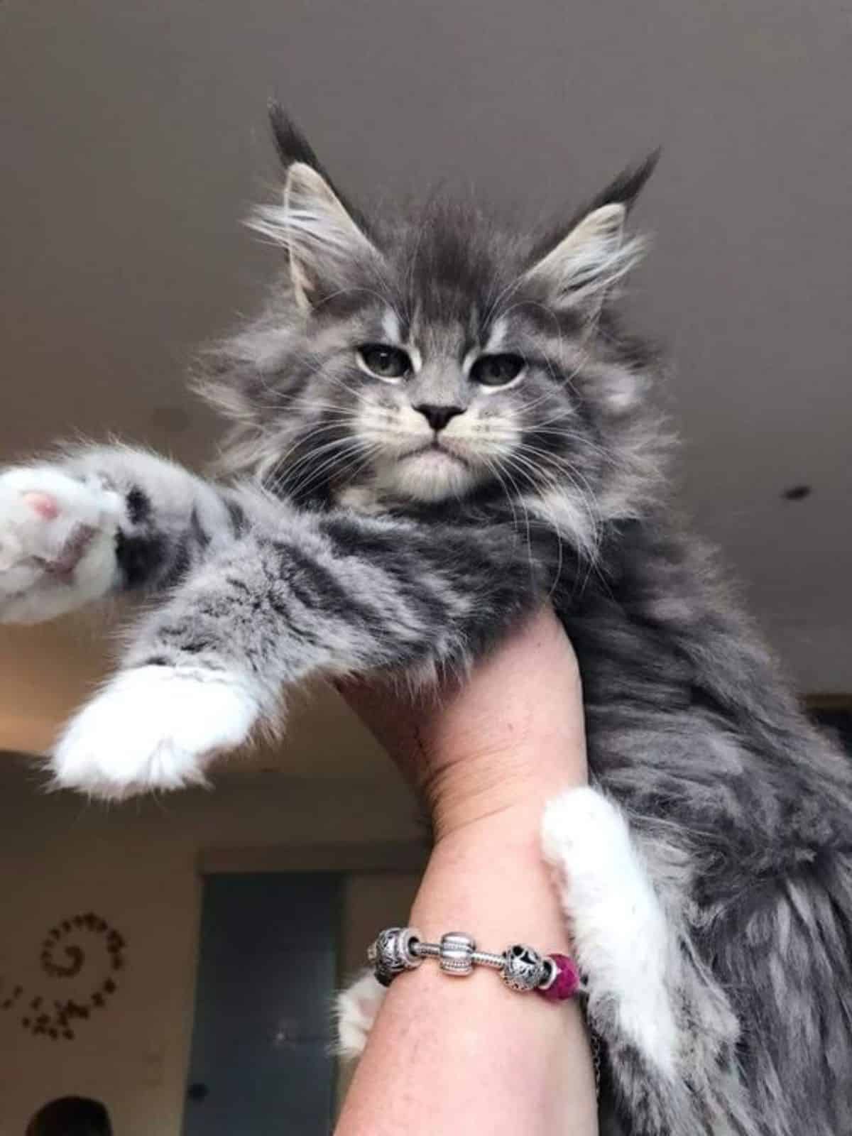 A hand holding a fluffy tabby maine coon kitten.