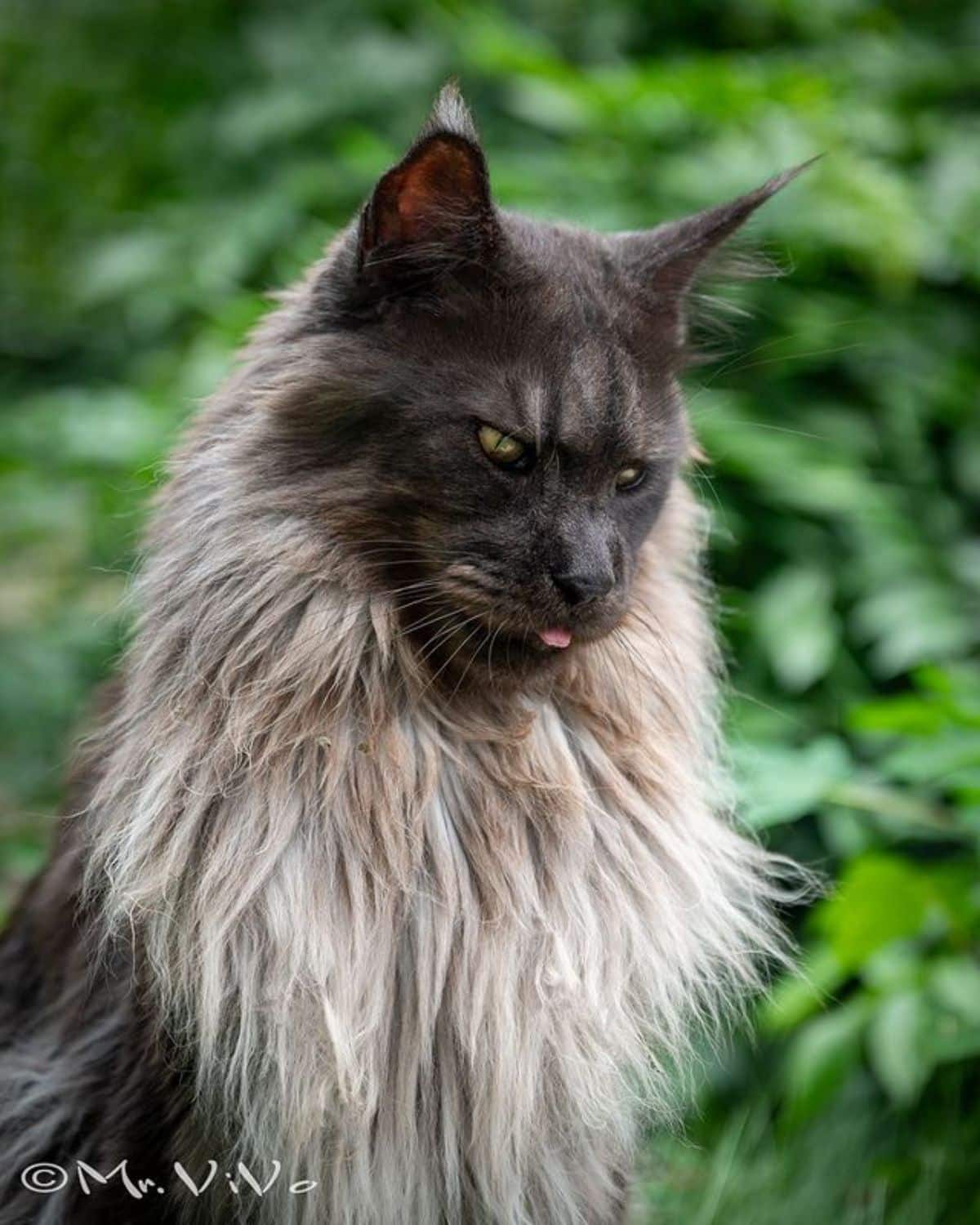 A beautiful black-gray maine coon with a lion's mane.