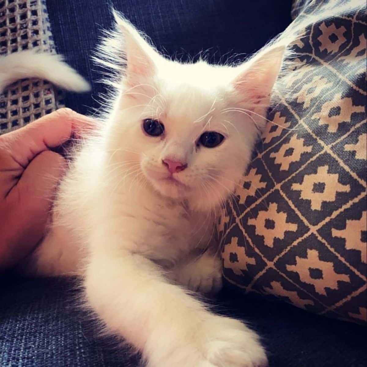 A hand petting a cute white maine coon kitten lying on a couch.