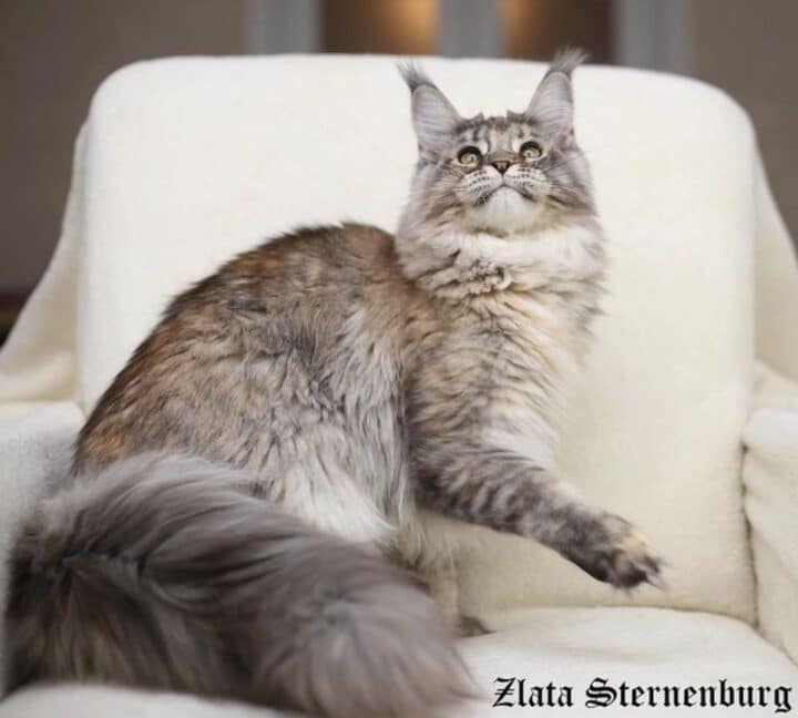 11 Ticked Tabby Pattern Maine Coons (Cute Photos!)