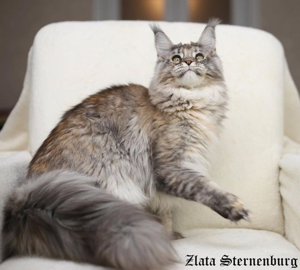 A gray-brown maine coon sitting on a chair.