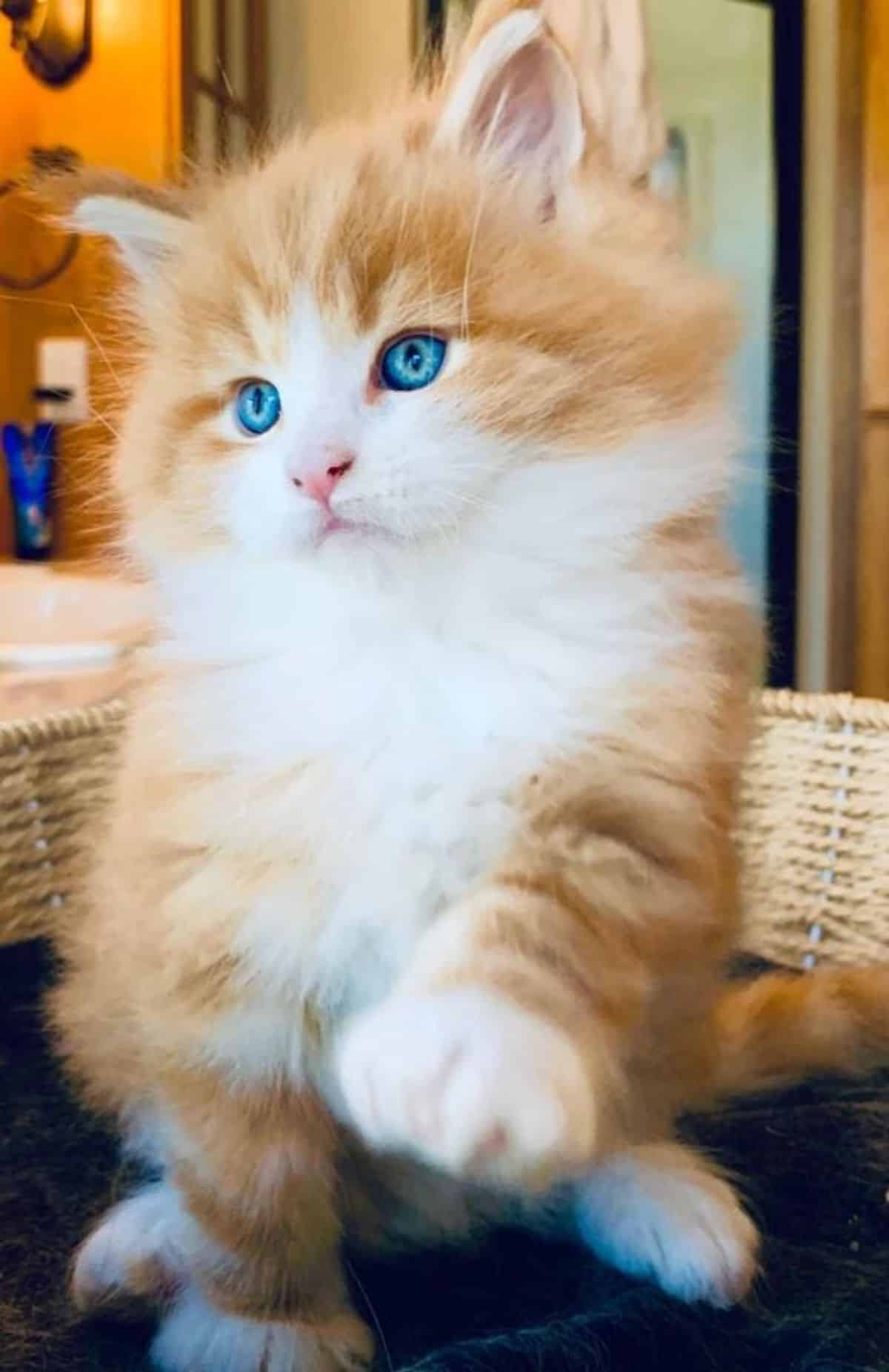 A fluffy ginger maine coon kitten with blue eyes sitting in a cat bed.