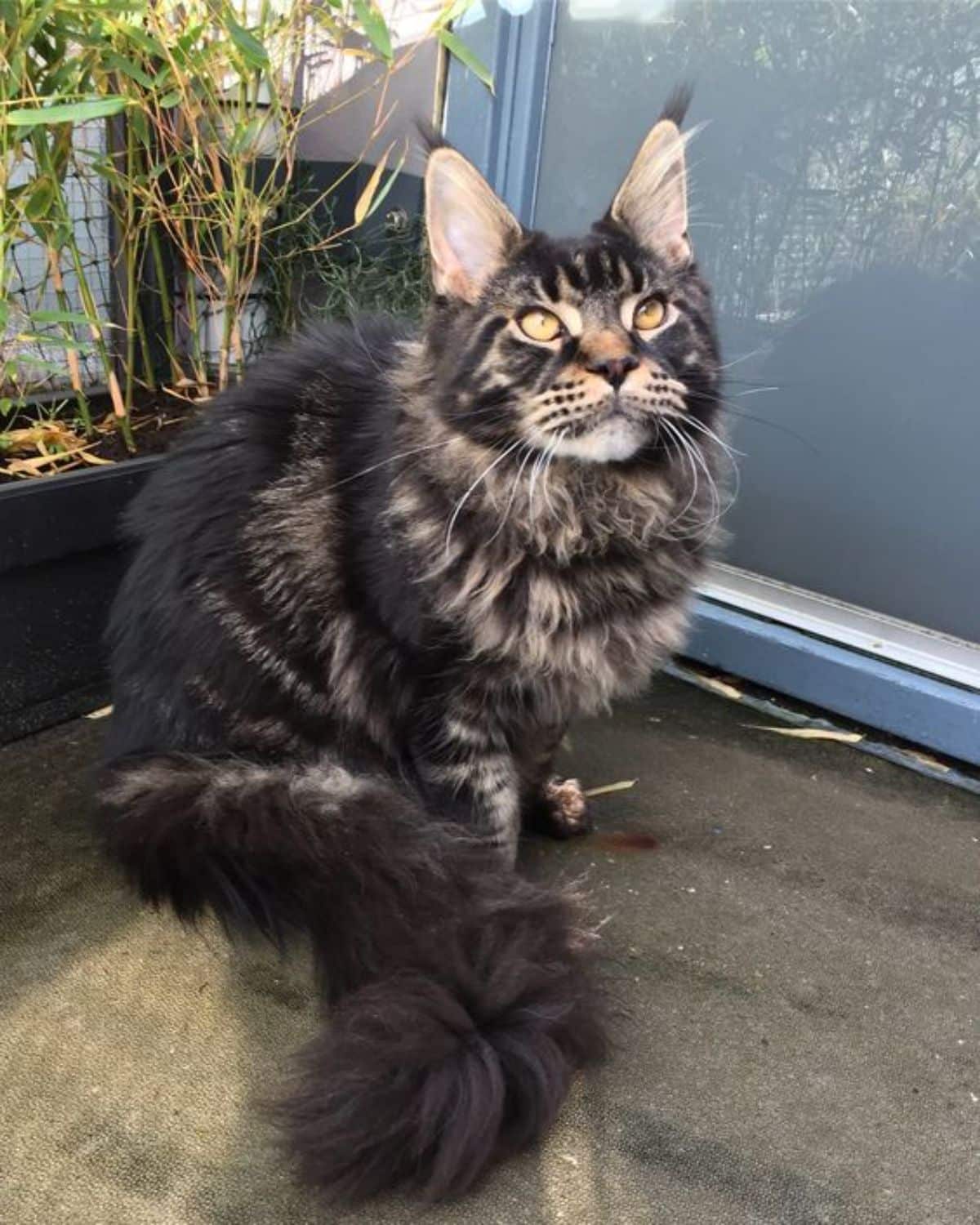 A tabby maine coon sitting on a floor next to plants in a pot.