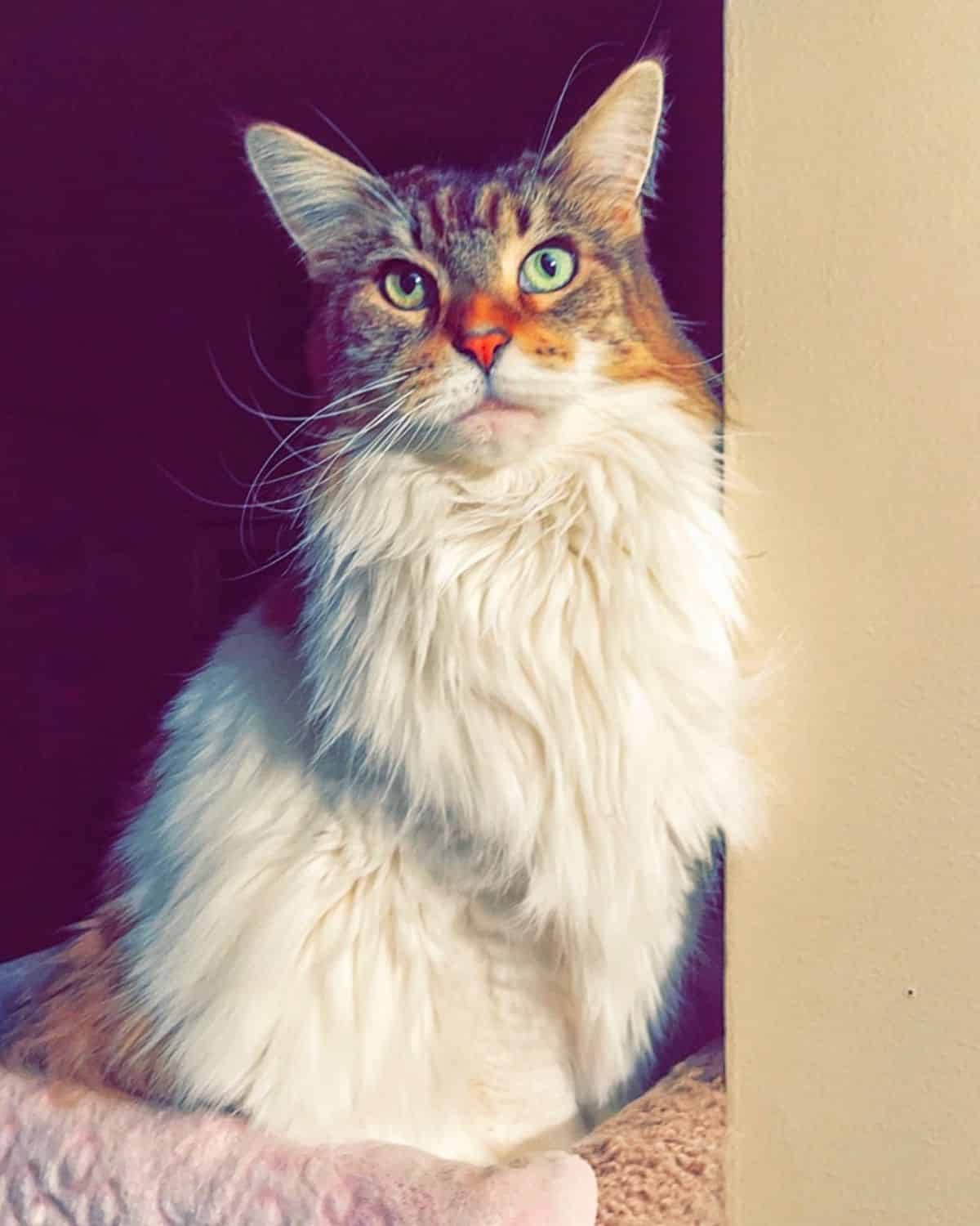 A fluffy white-brown maine coon sitting on a cat tree.