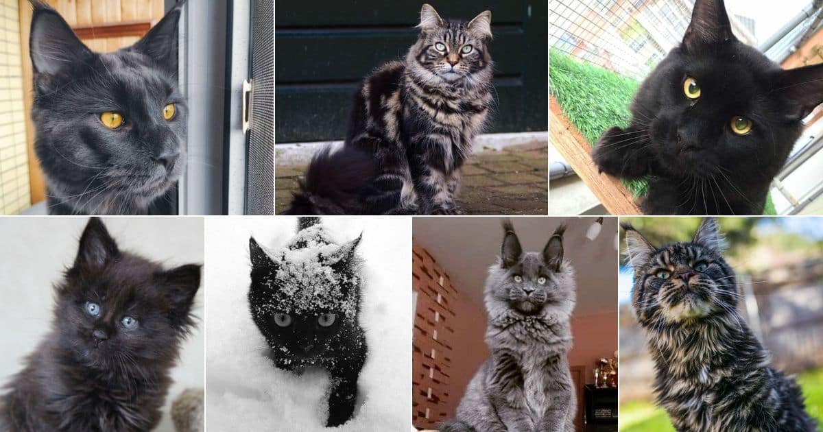 33 Majestic Black Maine Coon Cats You'll Love facebook image.