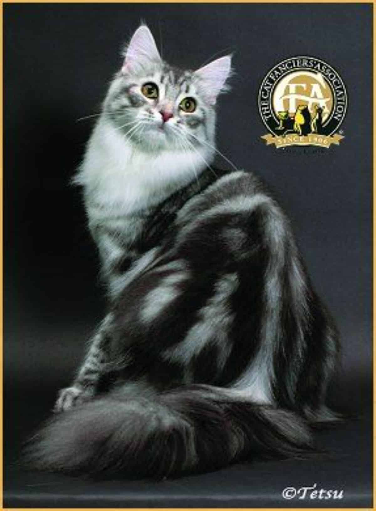 A silver tabby maine coon sitting on a black floor.