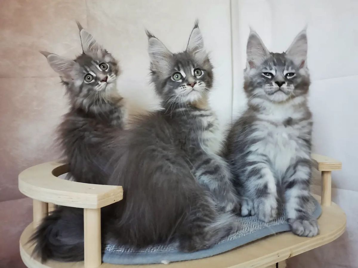 Three tabby maine coon kittens sitting on a small wooden chair.